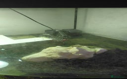 Turtle reptiles for sale: Female musk turtle and full setup - Image 4