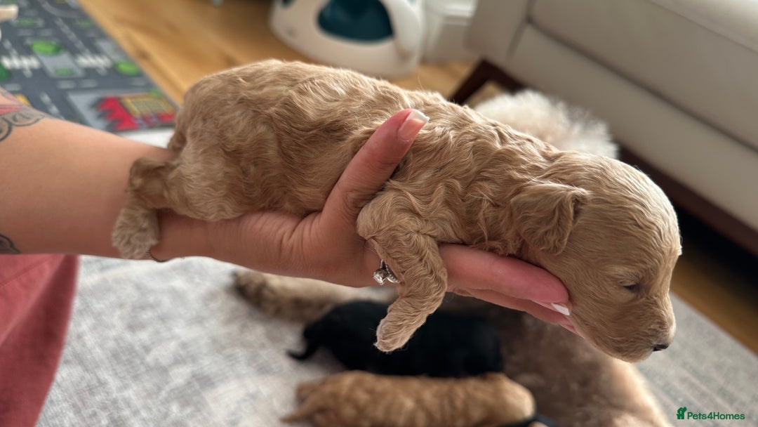 Toy Poodle dogs for sale: Toy poodles (5 girls and 2 boys) - Image 12