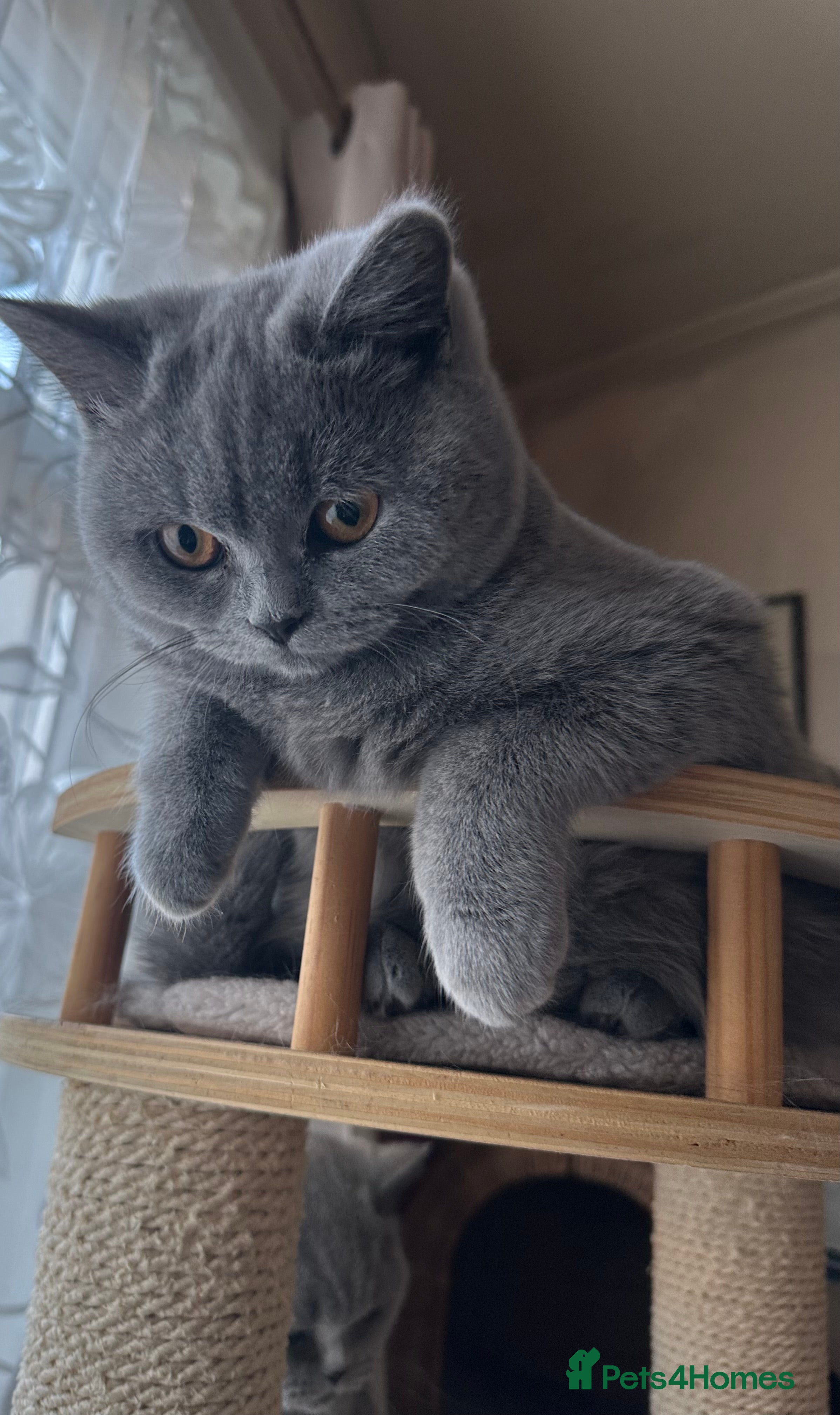 British Shorthair cats British Shorthair GCCF Registered Kittens  - Advert 11