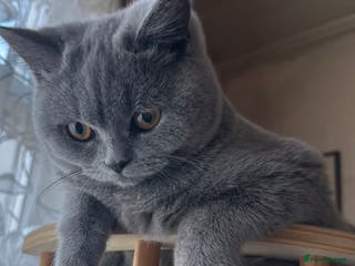 British Shorthair cats British Shorthair GCCF Registered Kittens - Advert 2