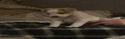 Jack Russell dogs for stud: Jack Russell Stud Dog  - Advert 9