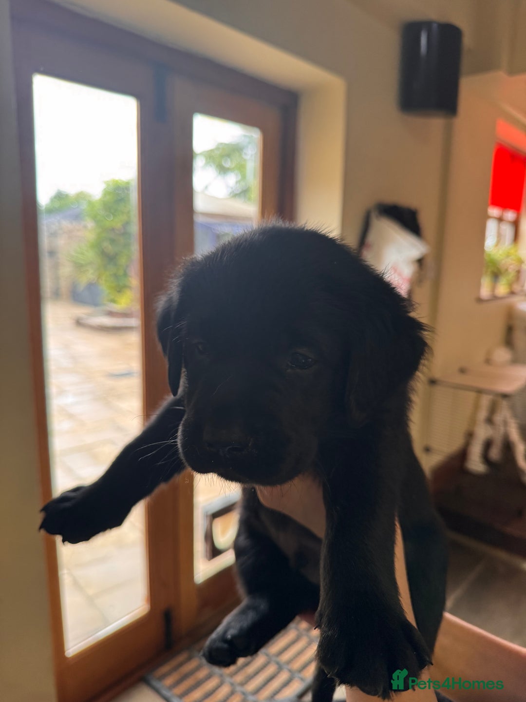 Labrador Retriever dogs for sale: Gorgeous Labrador Puppies - only 5 remaining!! - Image 15