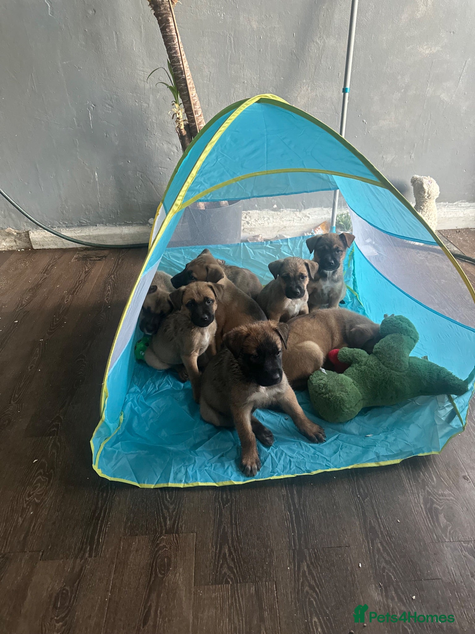 Mixed Breed dogs Puppy’s  - Advert 2