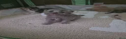 British Shorthair cats for sale: *** Last 2 GCCF British Shorthair kittens*** - Advert 9