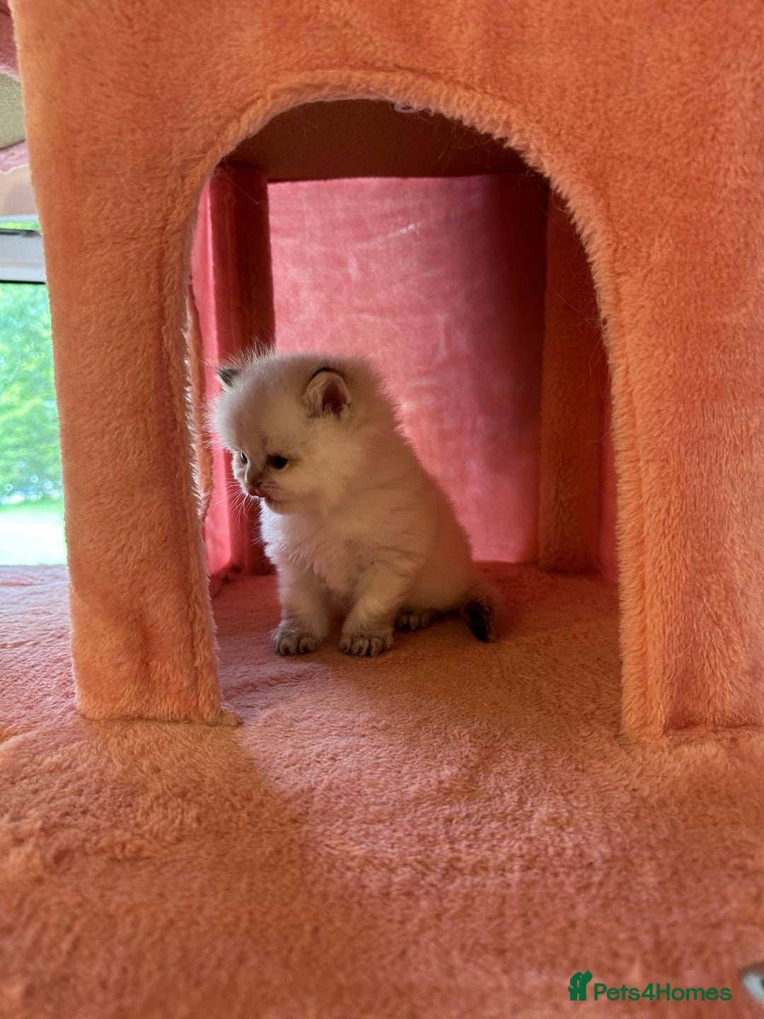 British Longhair cats for sale: TOP QUALITY BRITISH LONG HAIR KITTEN BOY  - Image 12