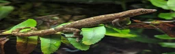 Gecko reptiles for sale: Mourning Geckos in Biggleswade - Advert 1