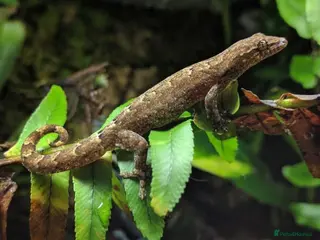 Gecko reptiles Mourning Geckos - Advert 1