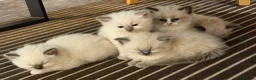 Ragdoll cats for sale: 💙💗PURE Ragdoll kittens 💗💙 in London - Advert 17