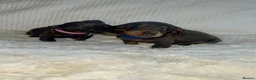 Dachshund dogs for sale: 🐾 Daxie & Chocolate’s Beautiful Puppies ! - Advert 14