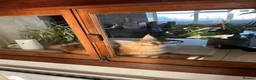 Maine Coon cats for sale: Beautiful Maine Coons in Stafford - Advert 3