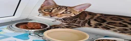 Bengal cats for sale: 1 year old female Bengal - Advert 8