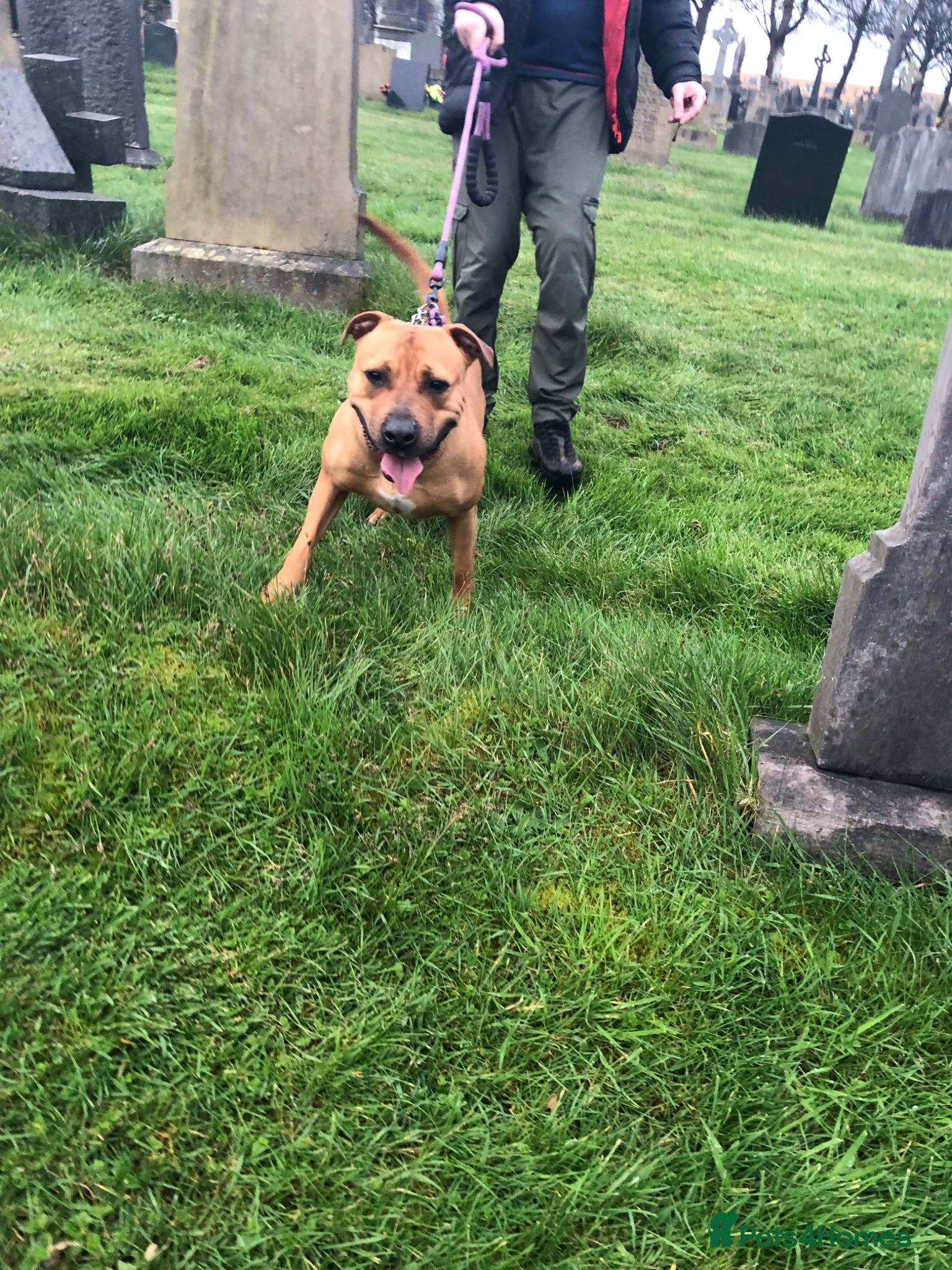 Mixed Breed dogs for sale: WHIPPET X BULL - Advert 8