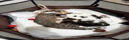 Mixed Breed cats for sale: Beautiful kittens looking for homes  - Advert 6