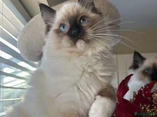 Ragdoll cats TICA registered champion line ragdoll kittens. - Advert 5