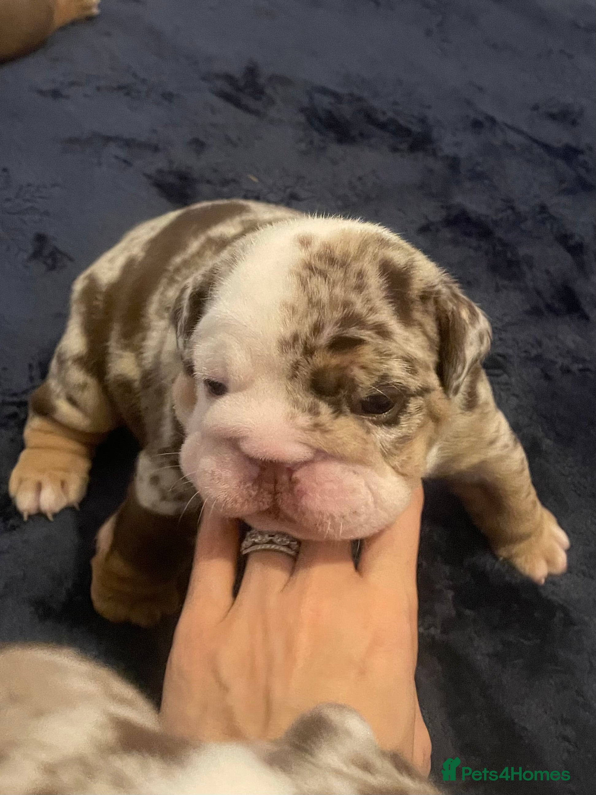 English Bulldog dogs ⭐️🐾 6 Beautiful English Bulldog 🐾⭐️ - Advert 7