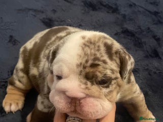 English Bulldog dogs ⭐️🐾 6 Beautiful English Bulldog 🐾⭐️ - Advert 7