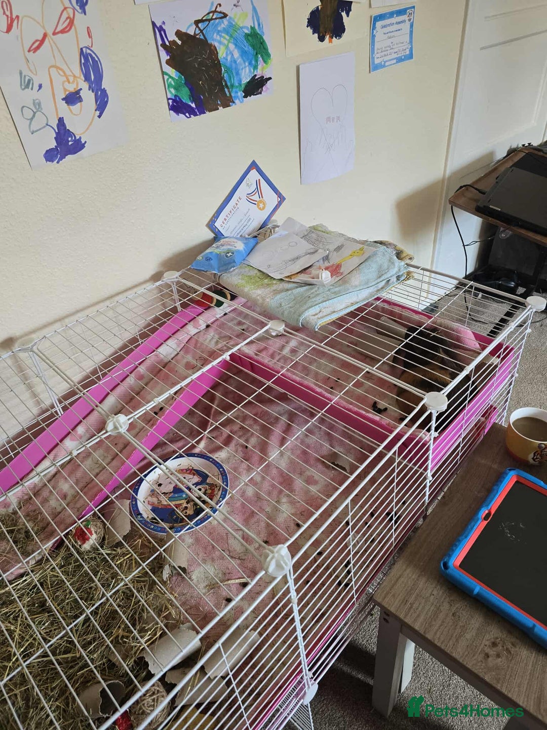 Guinea Pig rodents for sale: Sister Guinea Pigs  - Image 3