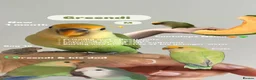 Lovebirds birds for sale: 3 Lovebirds in Bridgwater - Advert 2
