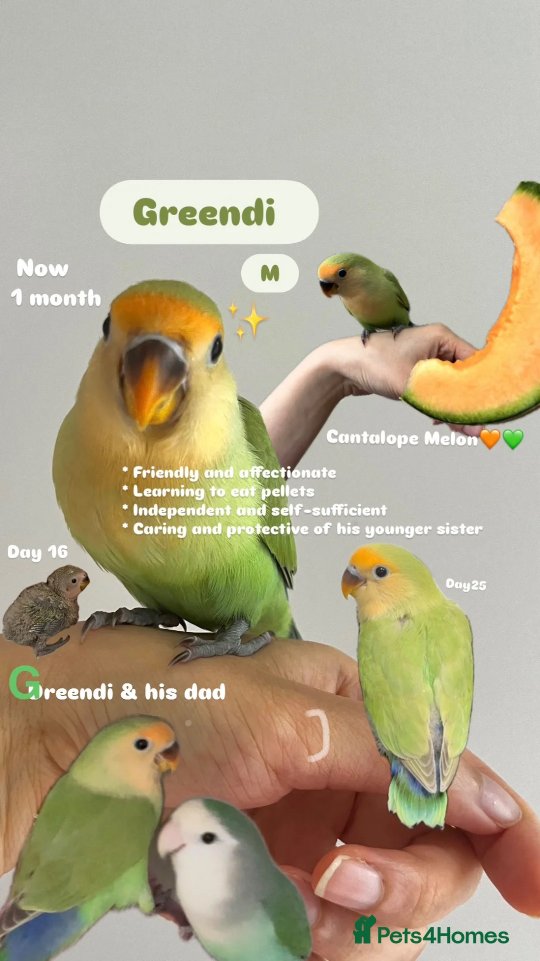 Lovebirds birds for sale: 3 Lovebirds in Bridgwater - Advert 2