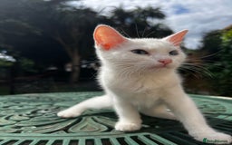Turkish Angora cats for sale: ⭐️ Beautiful Turkish Angora X Bengal kittens ⭐️ - Image 21