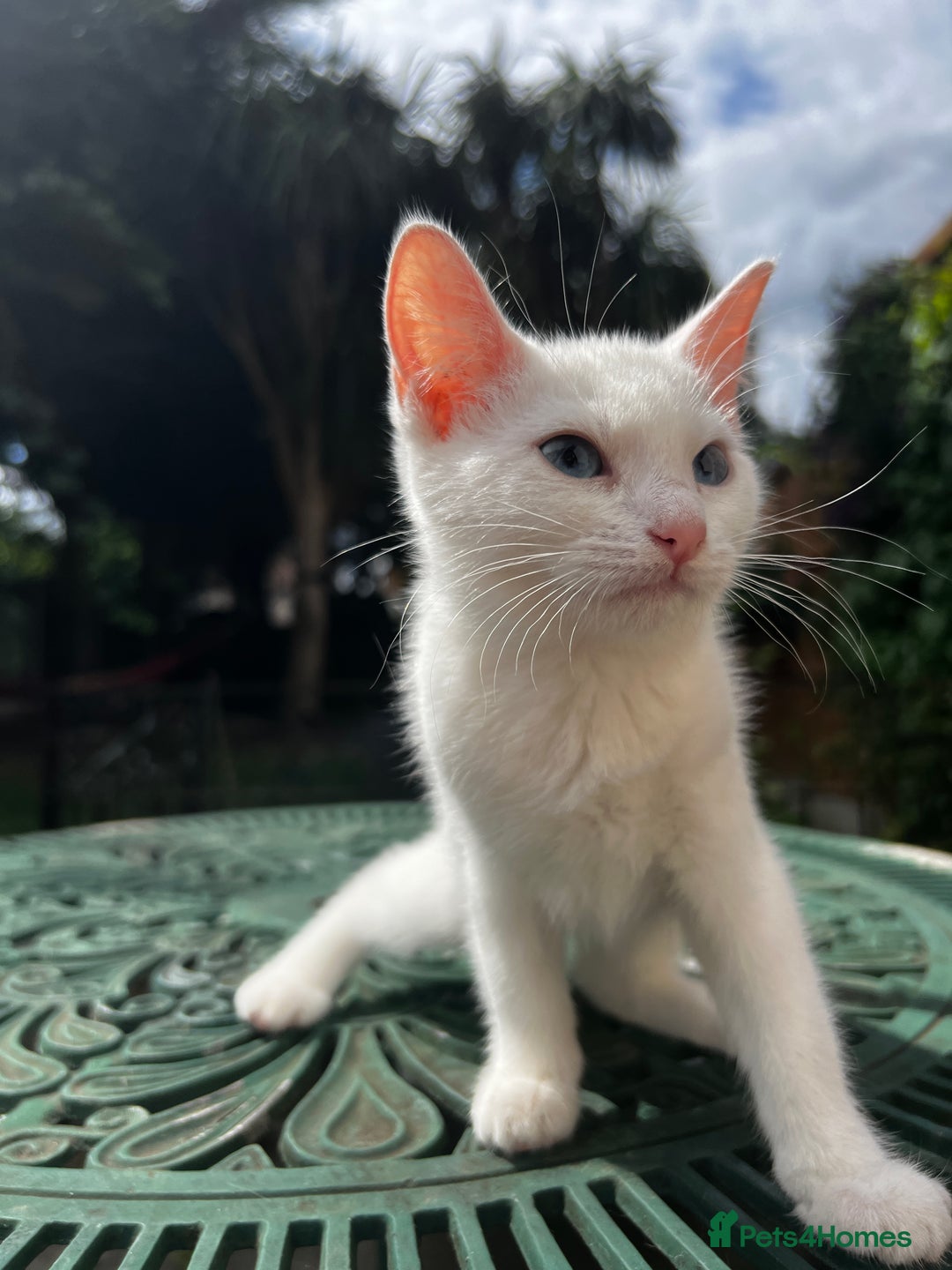 Turkish Angora cats for sale: ⭐️ Beautiful Turkish Angora X Bengal kittens ⭐️ - Image 21