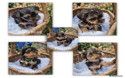 Yorkshire Terrier dogs for sale:  Yorkshire Terrier Puppies - Hampshire  - Image 1