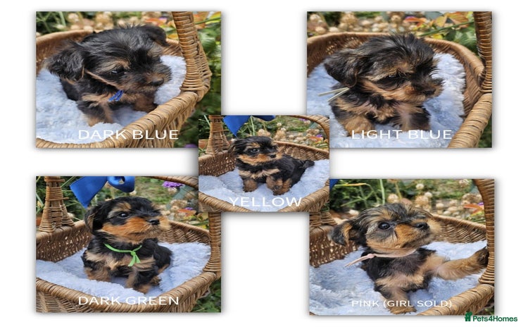 Yorkshire Terrier dogs - Advert 2