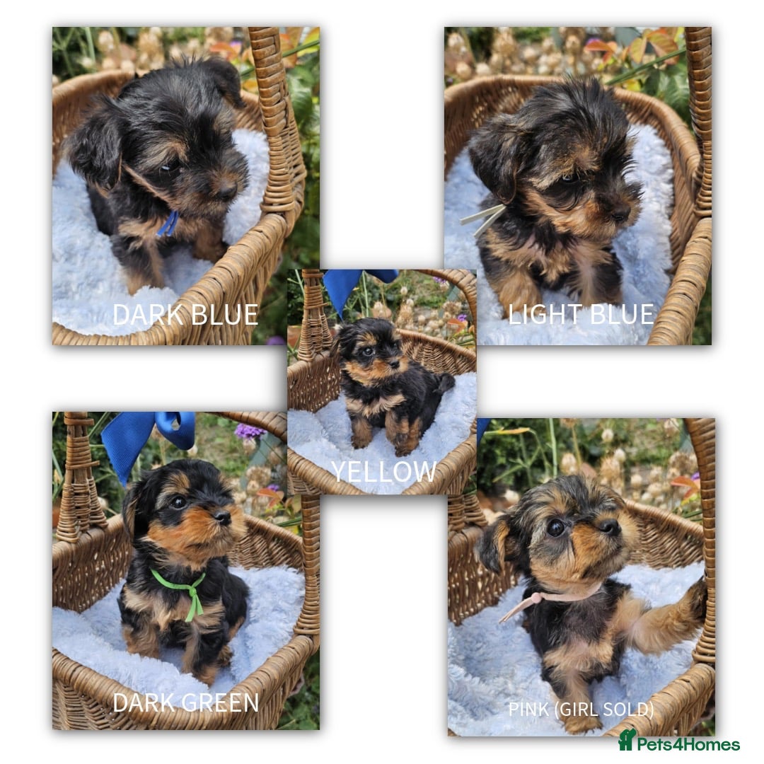 Yorkshire Terrier dogs for sale:  Yorkshire Terrier Puppies - Hampshire  - Image 1