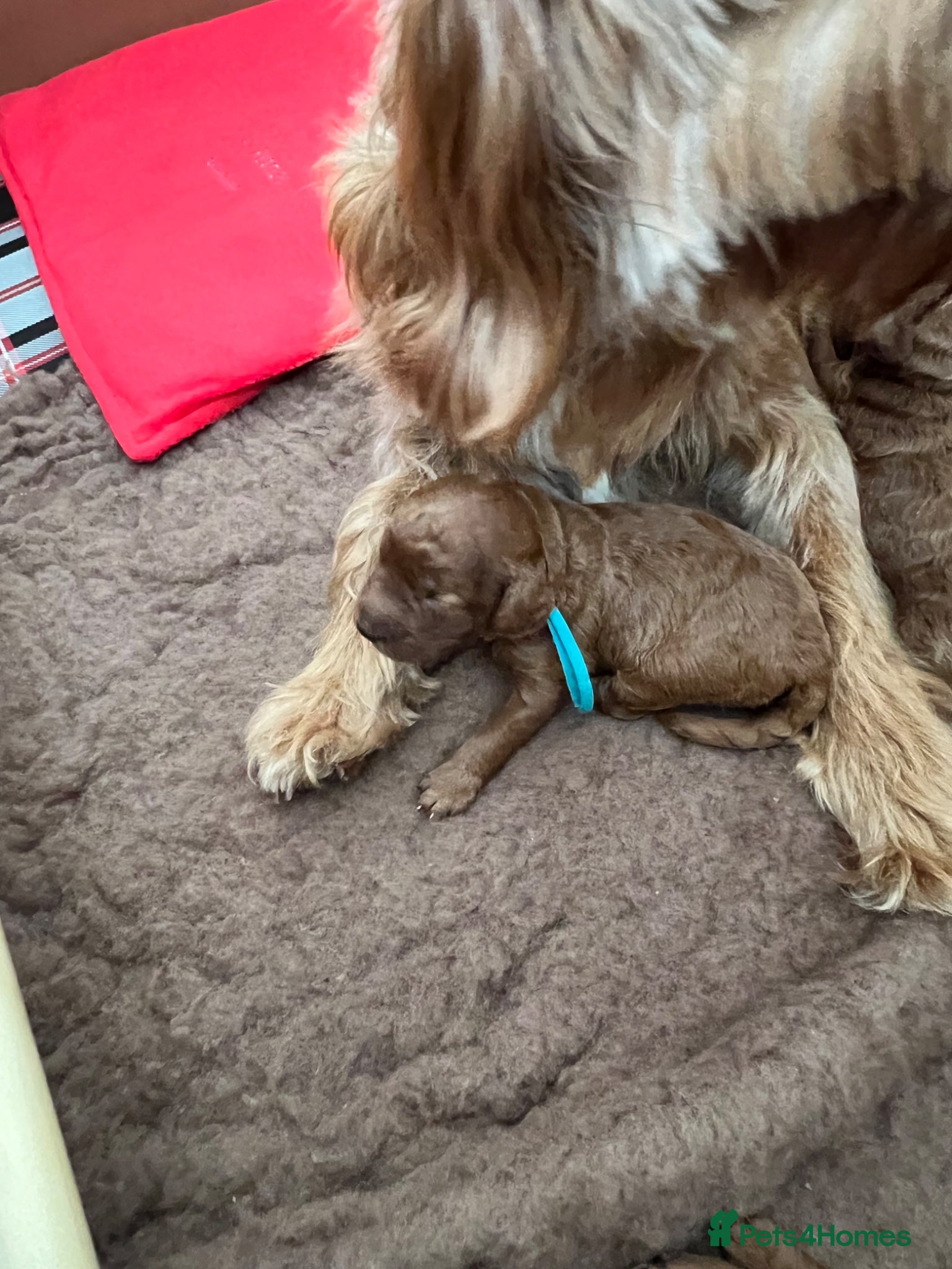 Cockapoo dogs for sale: 8 home raised red F1B cockapoos 3 girls/5 boys - Advert 7