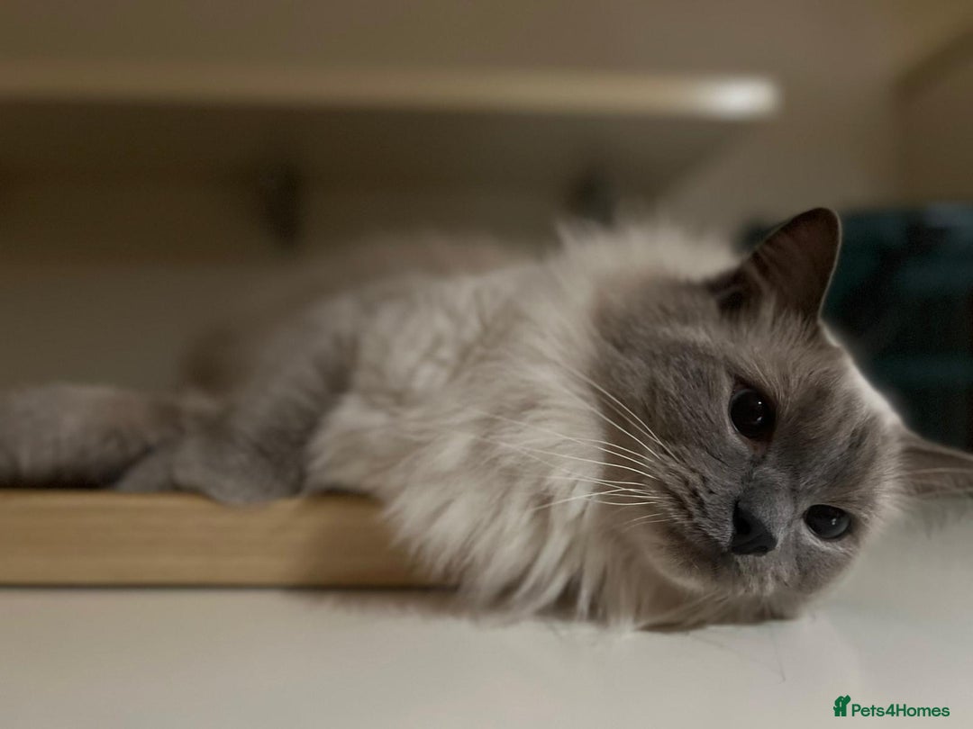Ragdoll cats for sale: Two beautiful Ragdoll Cats for a New Loving Home - Image 10