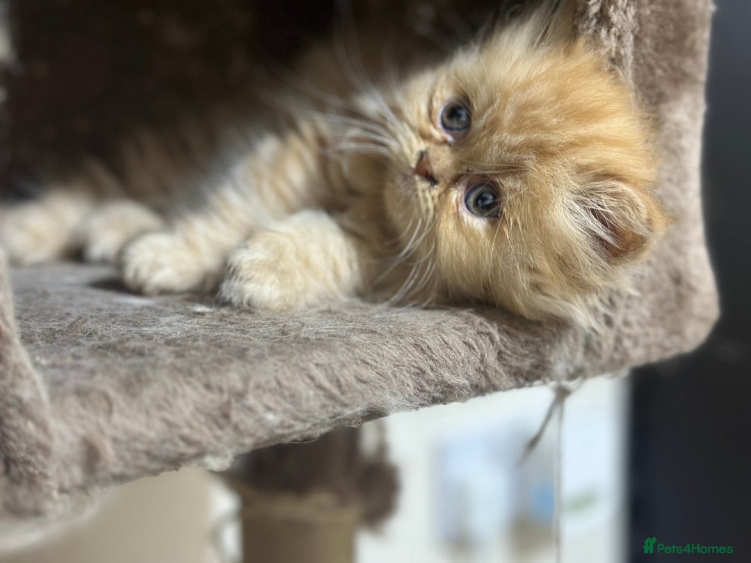 Persian cats for sale: Pedigree Persian Kittens ready to be rehomed - Image 35