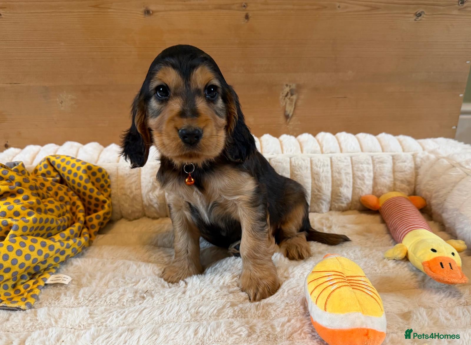 Cocker Spaniel dogs ⭐️ 1 sable boy left available ⭐️ - Advert 2