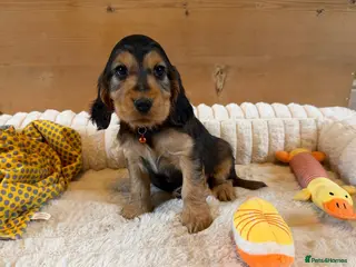 Cocker Spaniel dogs ⭐️ 1 sable boy left available ⭐️ - Advert 3