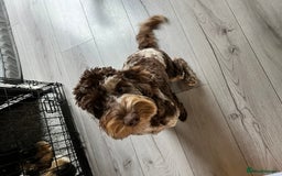 Cockapoo dogs for sale: Brown merle cockapoo girl 1 year 7 months old - Image 6