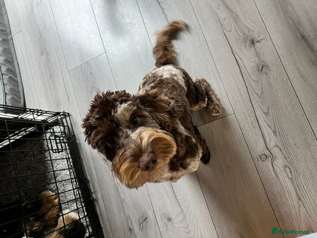 Cockapoo dogs for sale: Brown merle cockapoo girl 1 year 7 months old - Image 6