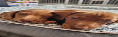 Dachshund 3