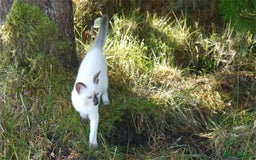 Siamese cats for sale: Siamese Kittens - Image 24