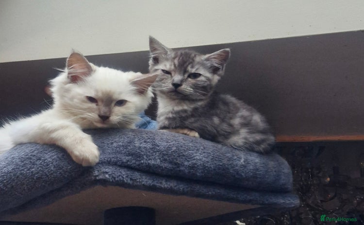 Ragdoll cats Stunning 3/4 Ragdoll kittens - Advert 6