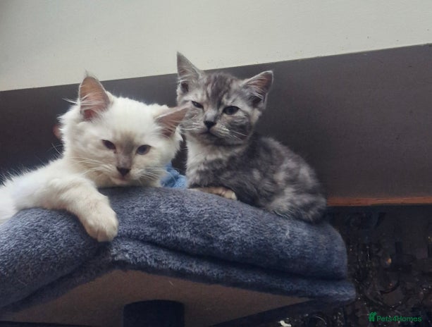 Ragdoll cats Stunning 3/4 Ragdoll kittens - Advert 6