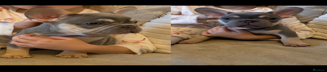 Stunning Light Blue Collar - Lilac Platinum & Tan - Possible Isabella - Boy