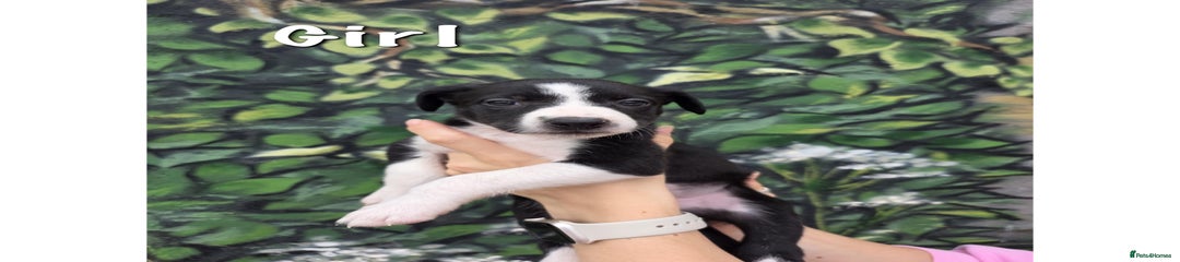 Border Collie Puppy 5