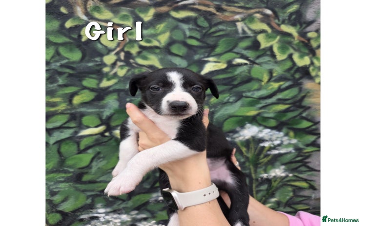 Border Collie dogs - Advert 13