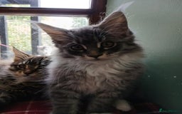 Maine Coon cats for sale: Maine Coon Kittens - Image 11