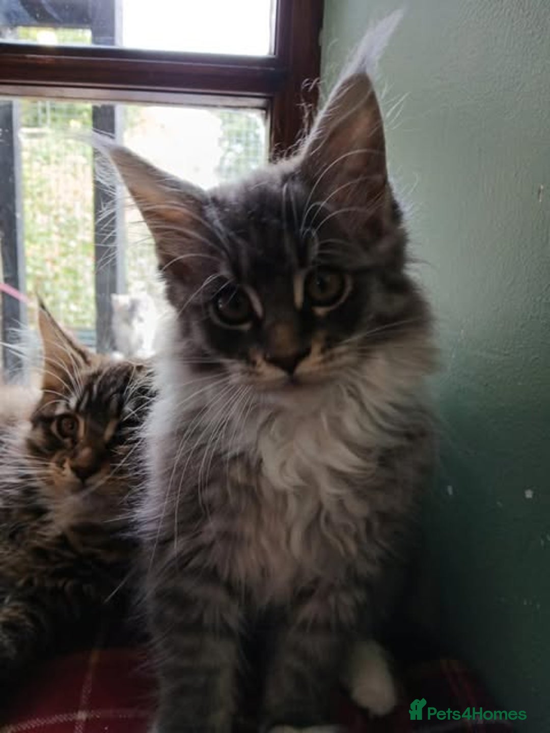 Maine Coon cats for sale: Maine Coon Kittens - Image 11