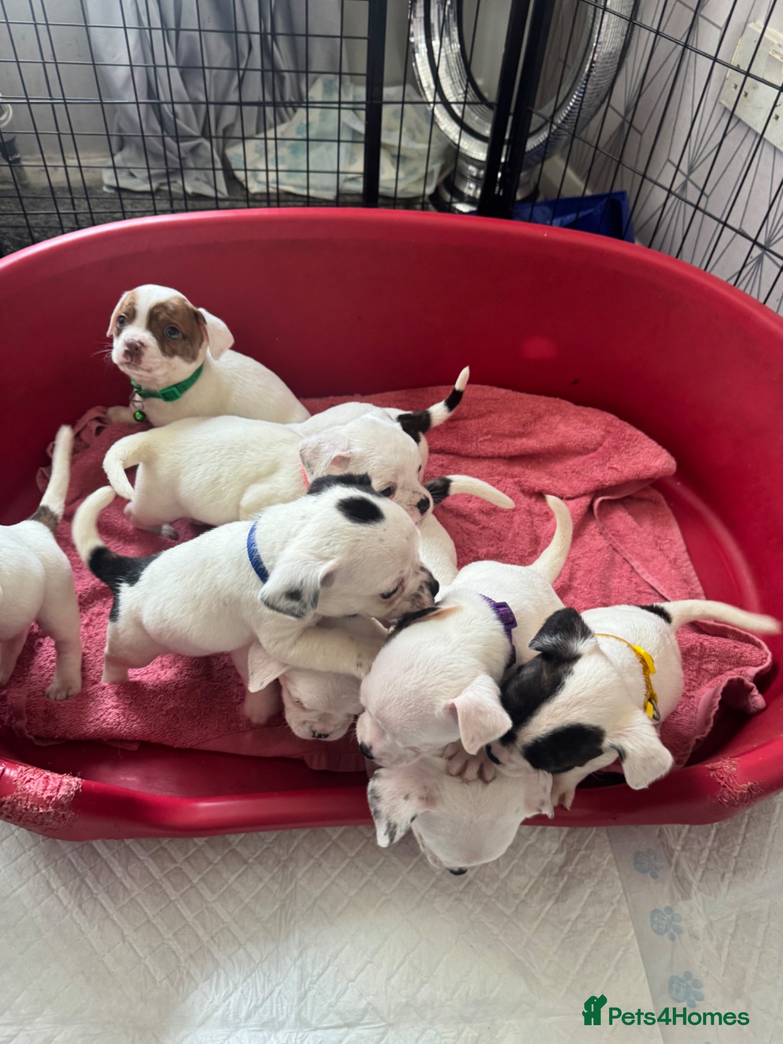 Mixed Breed dogs for sale: Bulldog x Chihuahua - Advert 7
