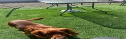 Cocker Spaniel dogs for sale: Lucky  - Advert 4