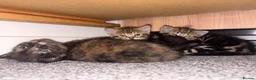 Domestic Shorthair cats for sale: Kittens - Advert 1