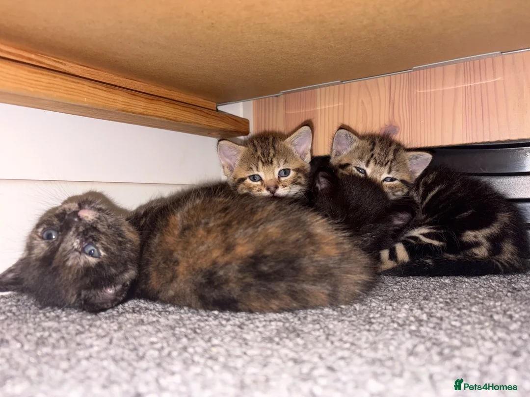 Domestic Shorthair cats for sale: Kittens - Advert 1