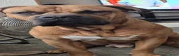 Mixed Breed dogs for sale: Mastweiler - Advert 3