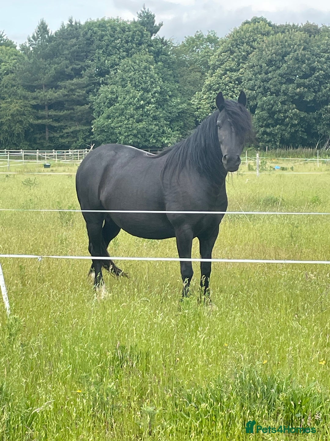 Highland horses for sale: Highland pony - Image 2